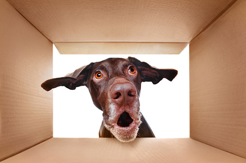 savings and benefits dog looking surprised in a box with ears pointed straight out!